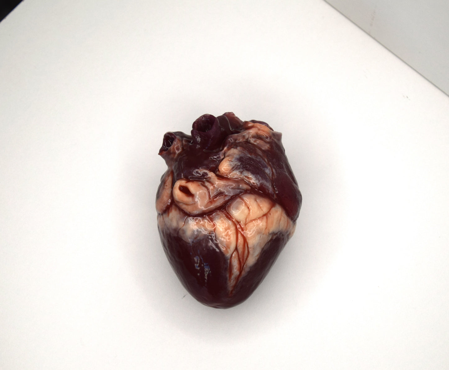 Hollow Human Heart Model 2.0, Large Life Size Silicone Anatomical Replica for Animatronics & Horror FX