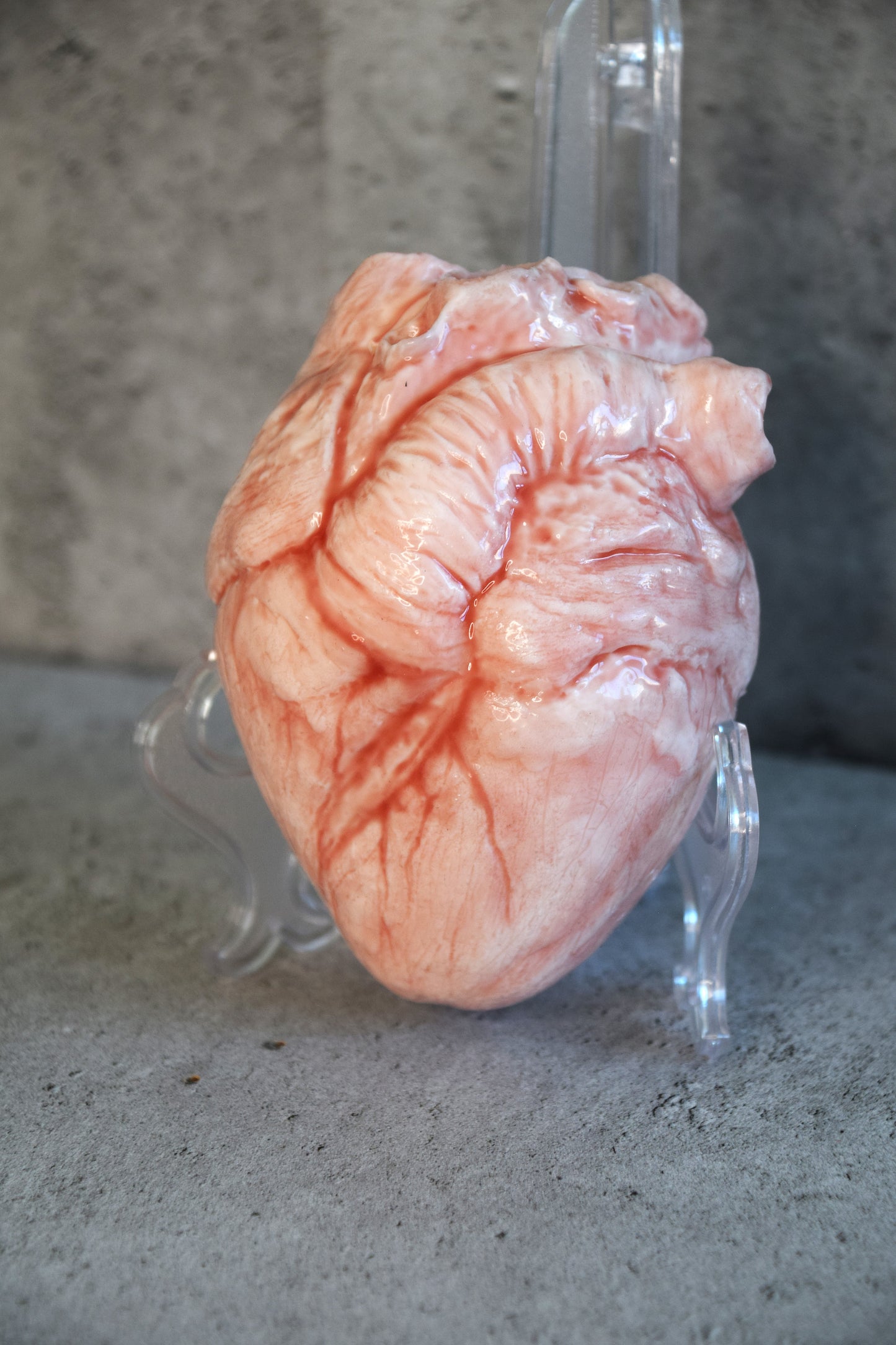 White hollow human heart life size 2.0, realistic anatomical human heart, Bloodless Medical Horror Prop