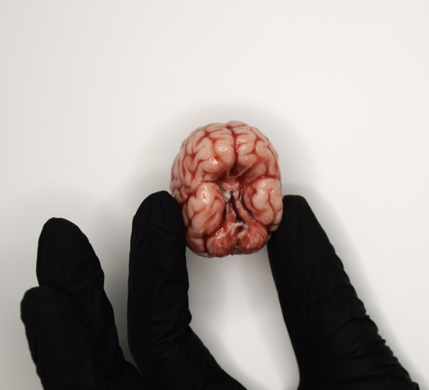 Mini Anatomical Brain Figurine – Realistic Silicone Brain Model, Gothic Desk Decor, Neuroscience Gift, Dark Academia Collectible