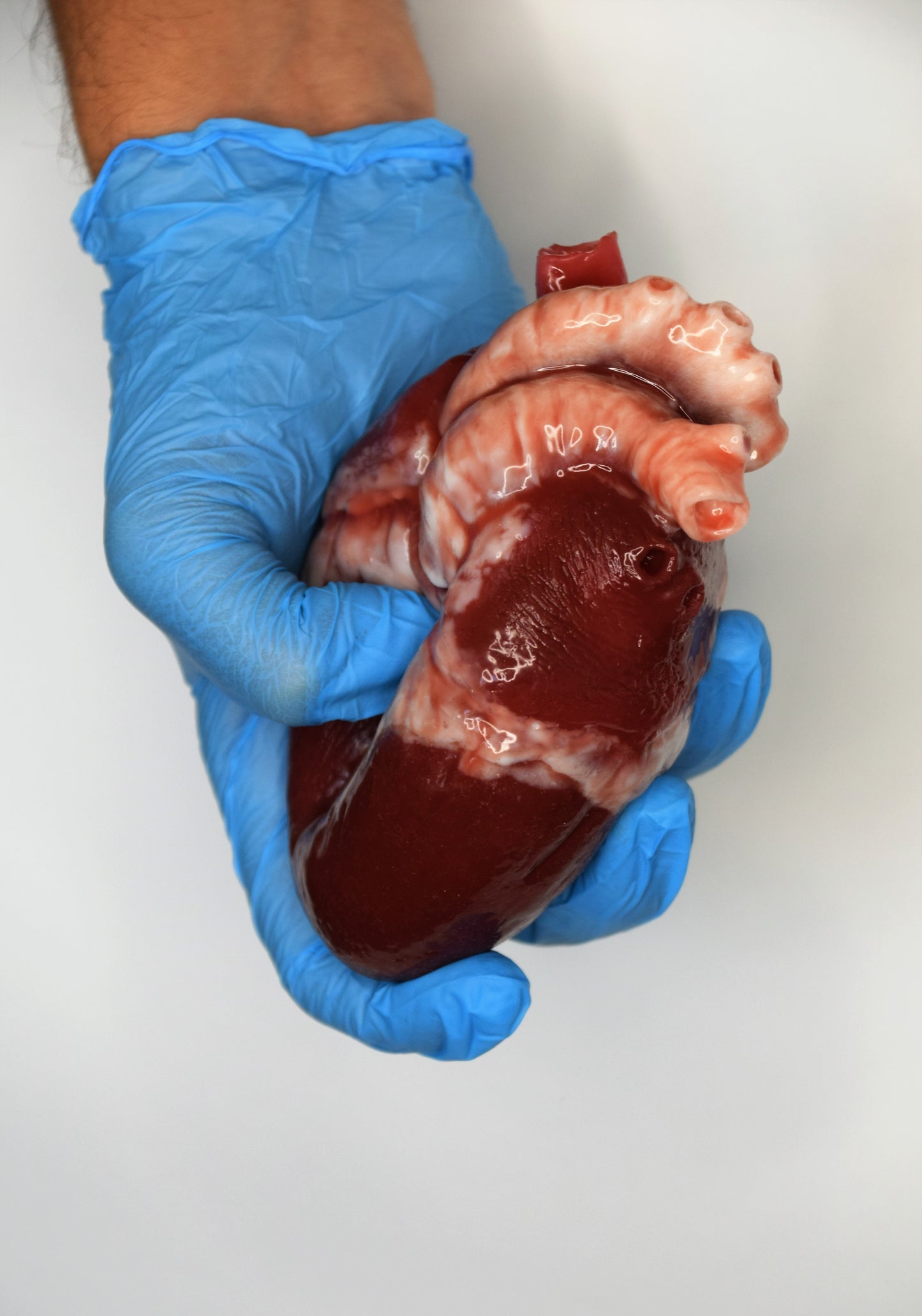 Hollow Human Heart Model Life Size, Anatomical Silicone Heart for Animatronic FX, Horror Movie Prop