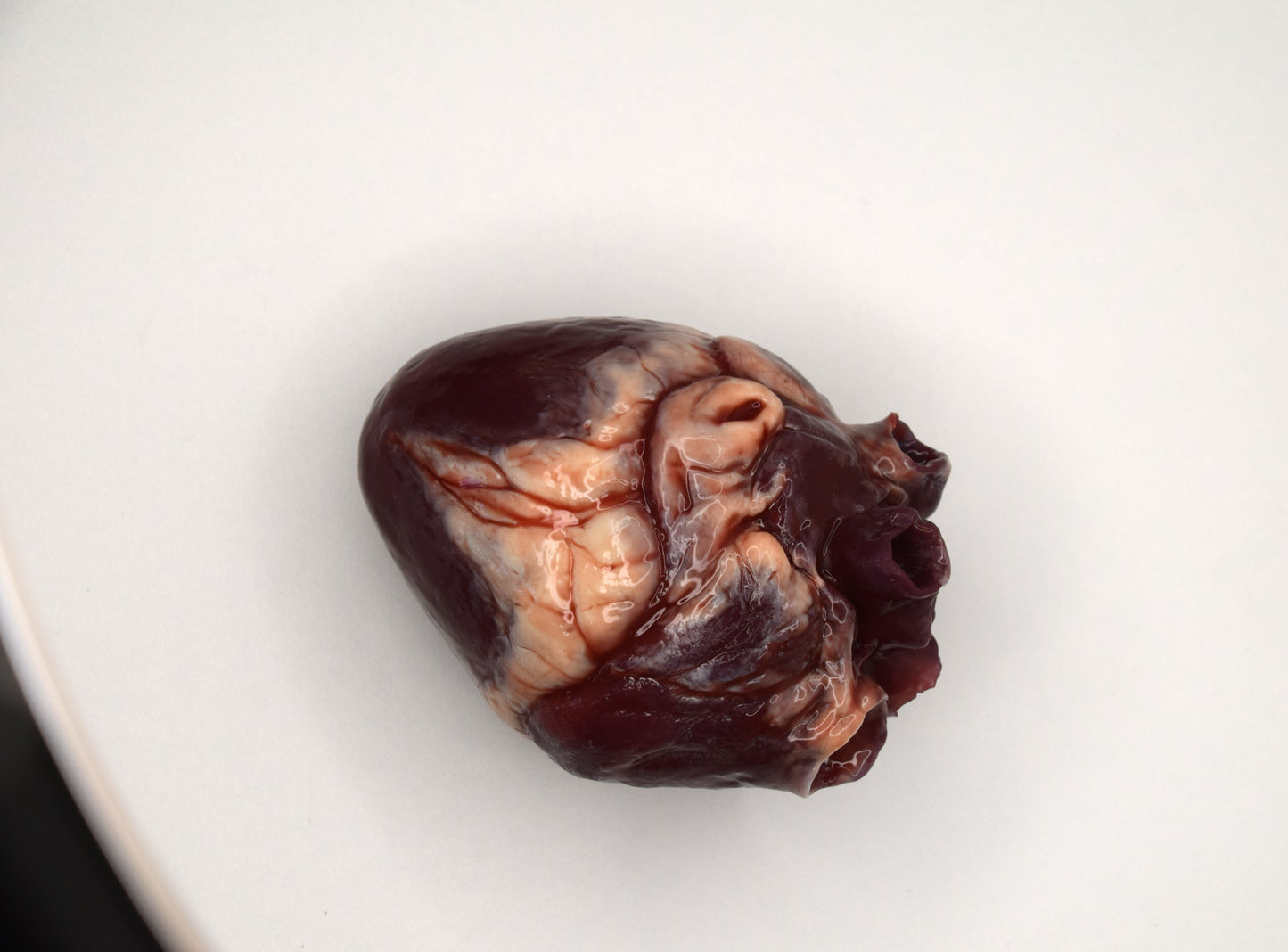 Hollow Human Heart Model 2.0, Large Life Size Silicone Anatomical Replica for Animatronics & Horror FX