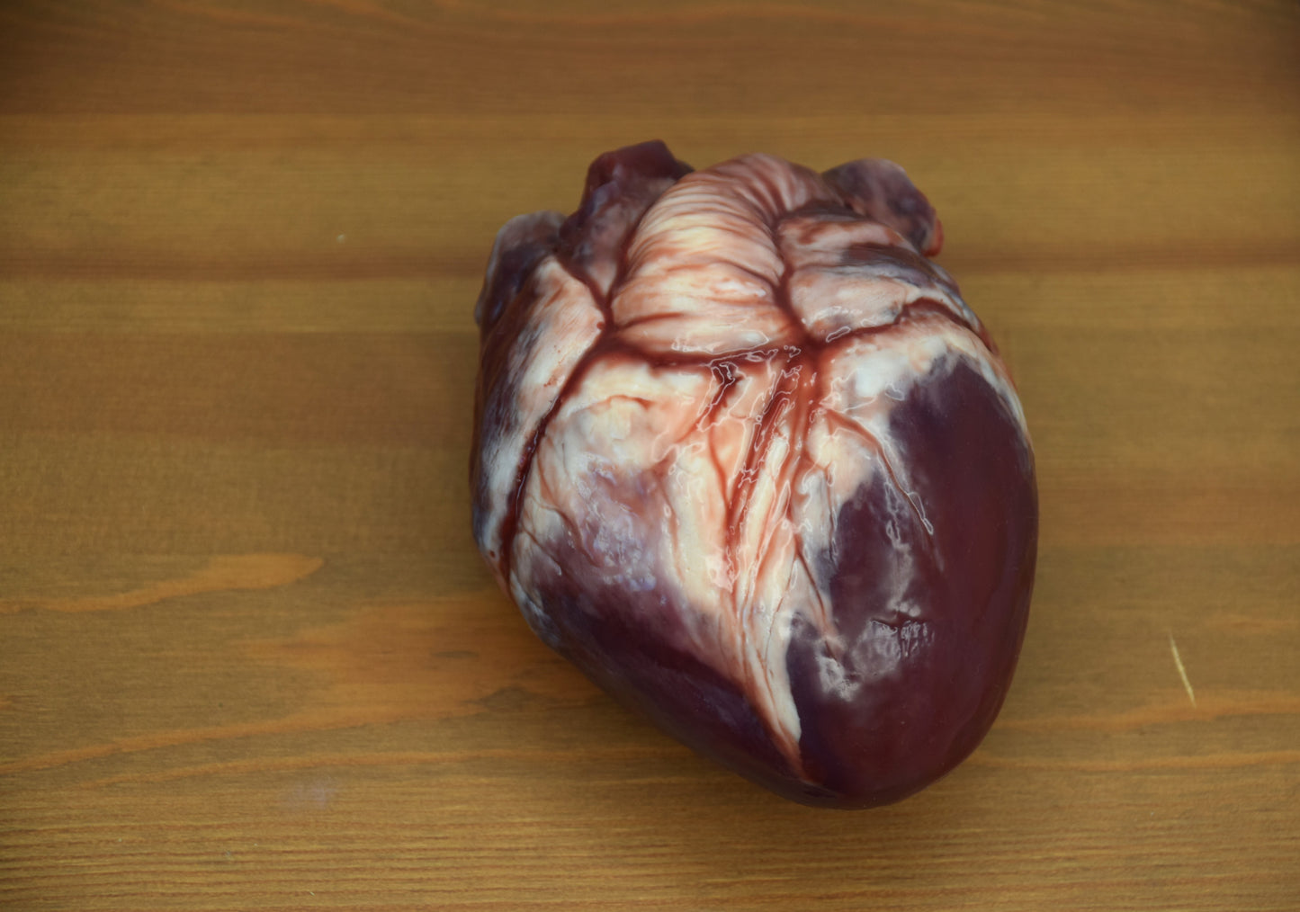 Hollow Human Heart Model 2.0, Large Life Size Silicone Anatomical Replica for Animatronics & Horror FX