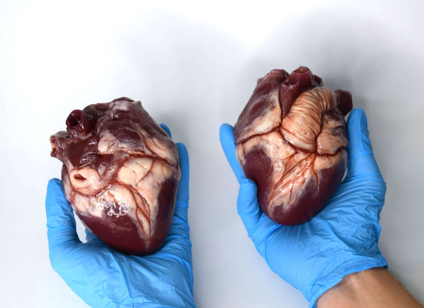 Hollow Human Heart Model 2.0, Large Life Size Silicone Anatomical Replica for Animatronics & Horror FX