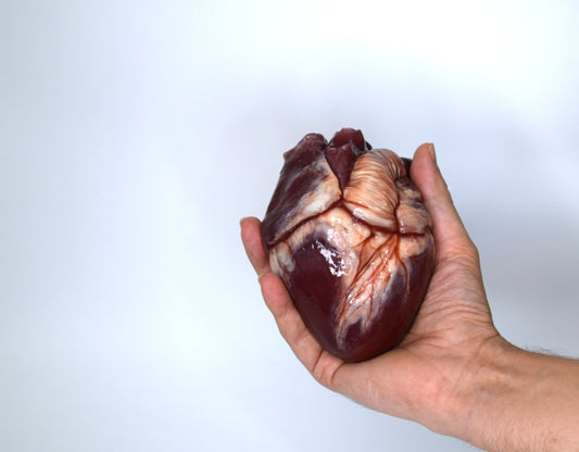 Realistic Human Heart Model 2.0, Large Life Size Solid Silicone Anatomical Replica, Horror FX Movie Prop