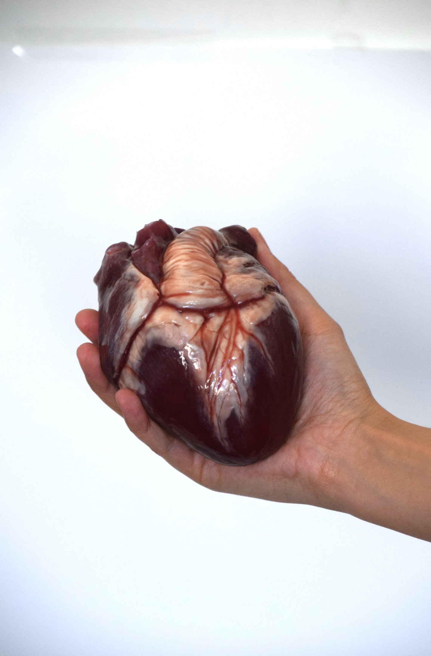 Hollow Human Heart Model 2.0, Large Life Size Silicone Anatomical Replica for Animatronics & Horror FX