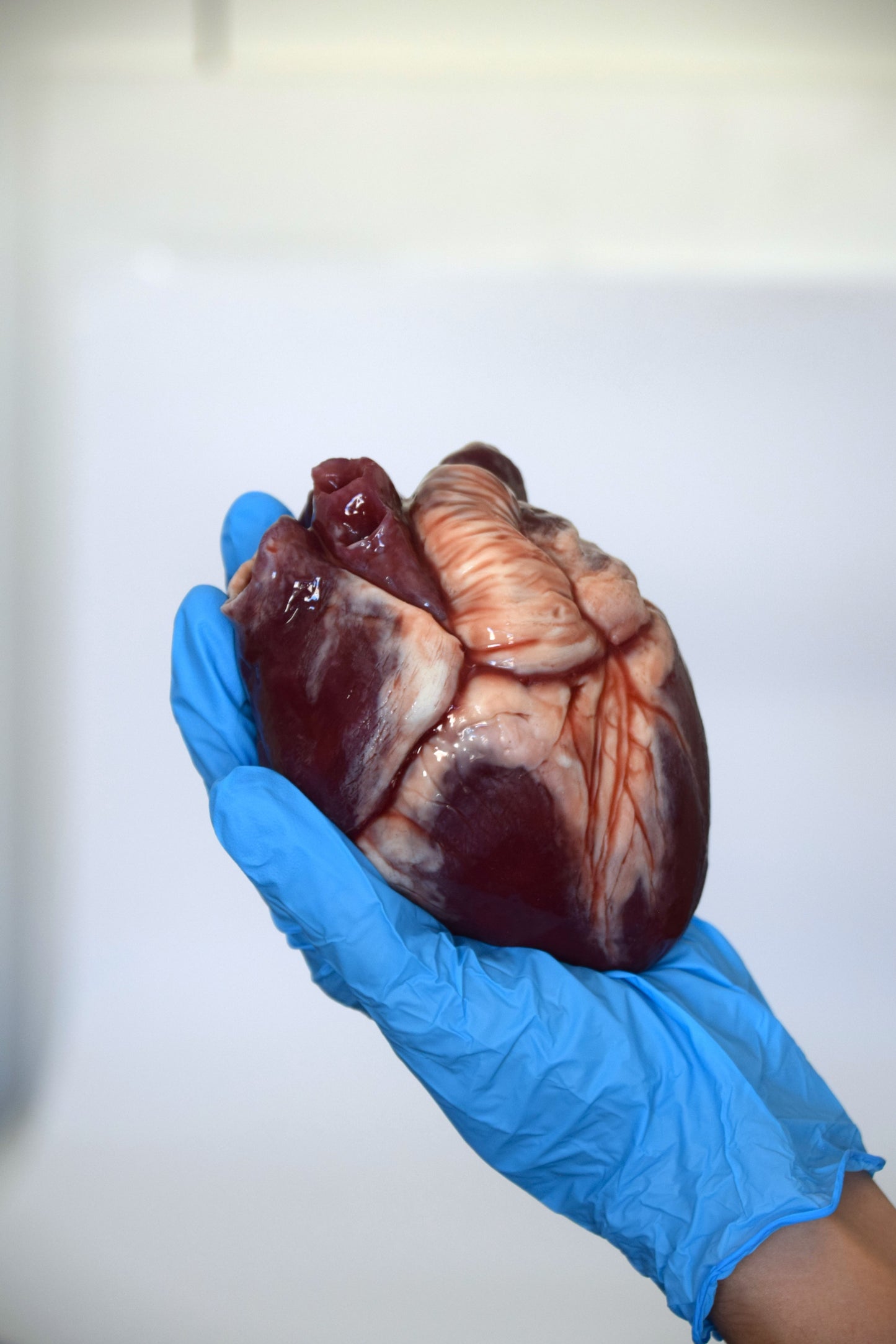 Realistic Human Heart Model 2.0, Large Life Size Solid Silicone Anatomical Replica, Horror FX Movie Prop