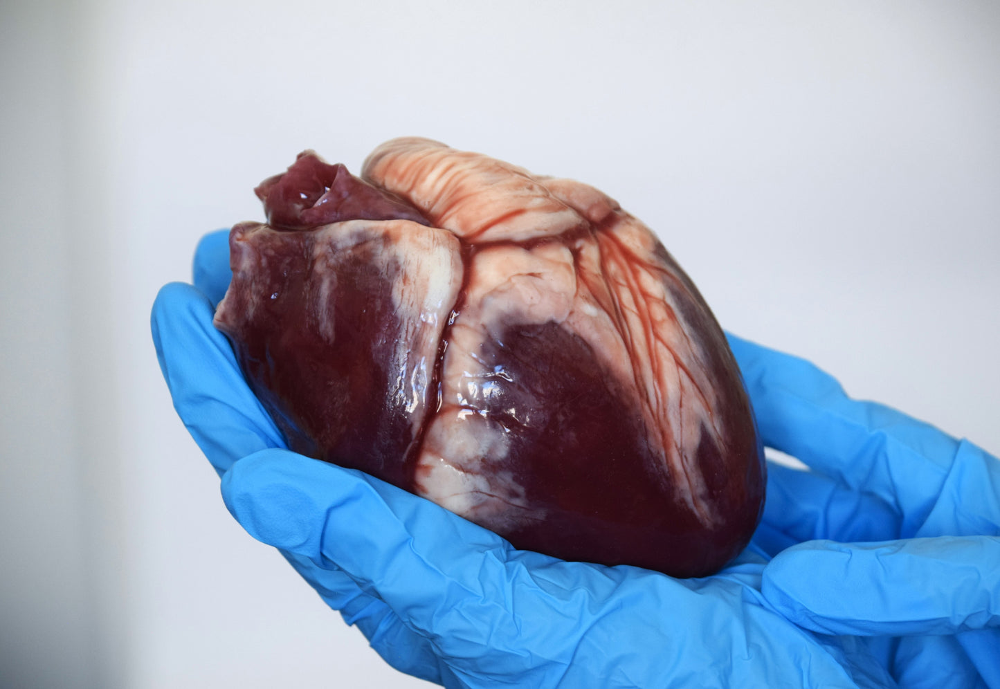 Realistic Human Heart Model 2.0, Large Life Size Solid Silicone Anatomical Replica, Horror FX Movie Prop