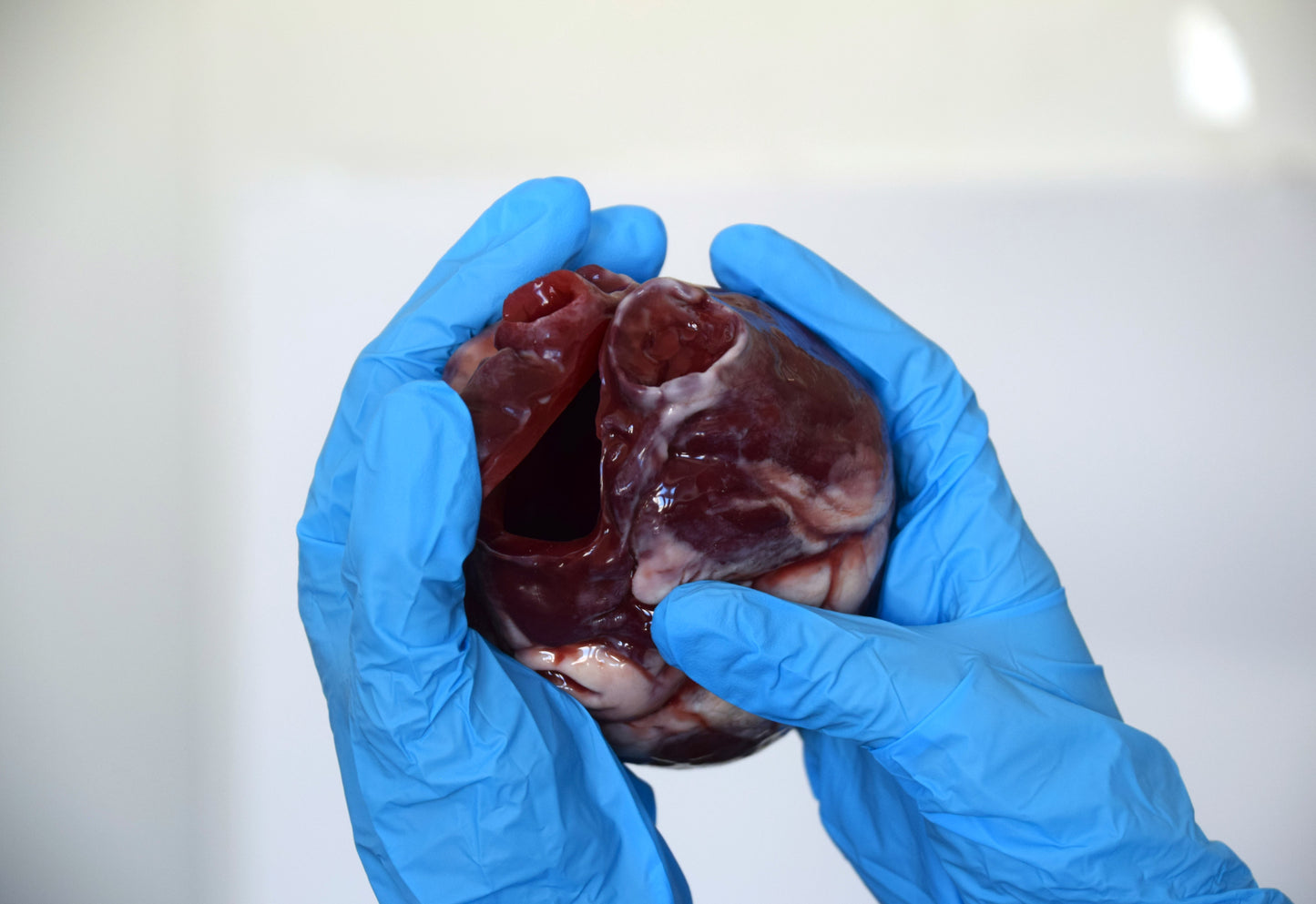 Hollow Human Heart Model 2.0, Large Life Size Silicone Anatomical Replica for Animatronics & Horror FX
