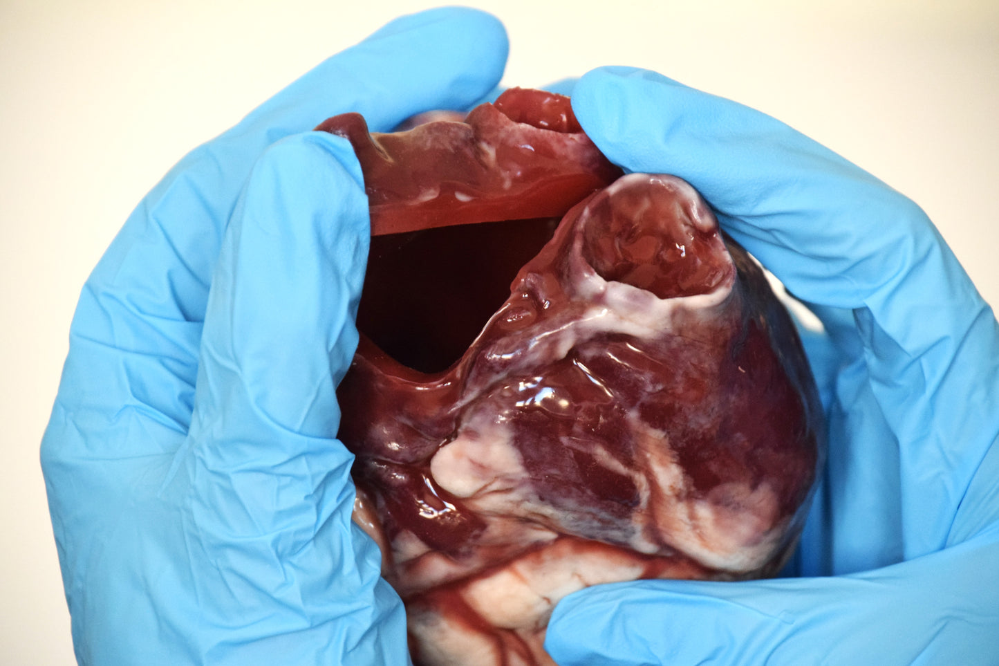 Hollow Human Heart Model 2.0, Large Life Size Silicone Anatomical Replica for Animatronics & Horror FX