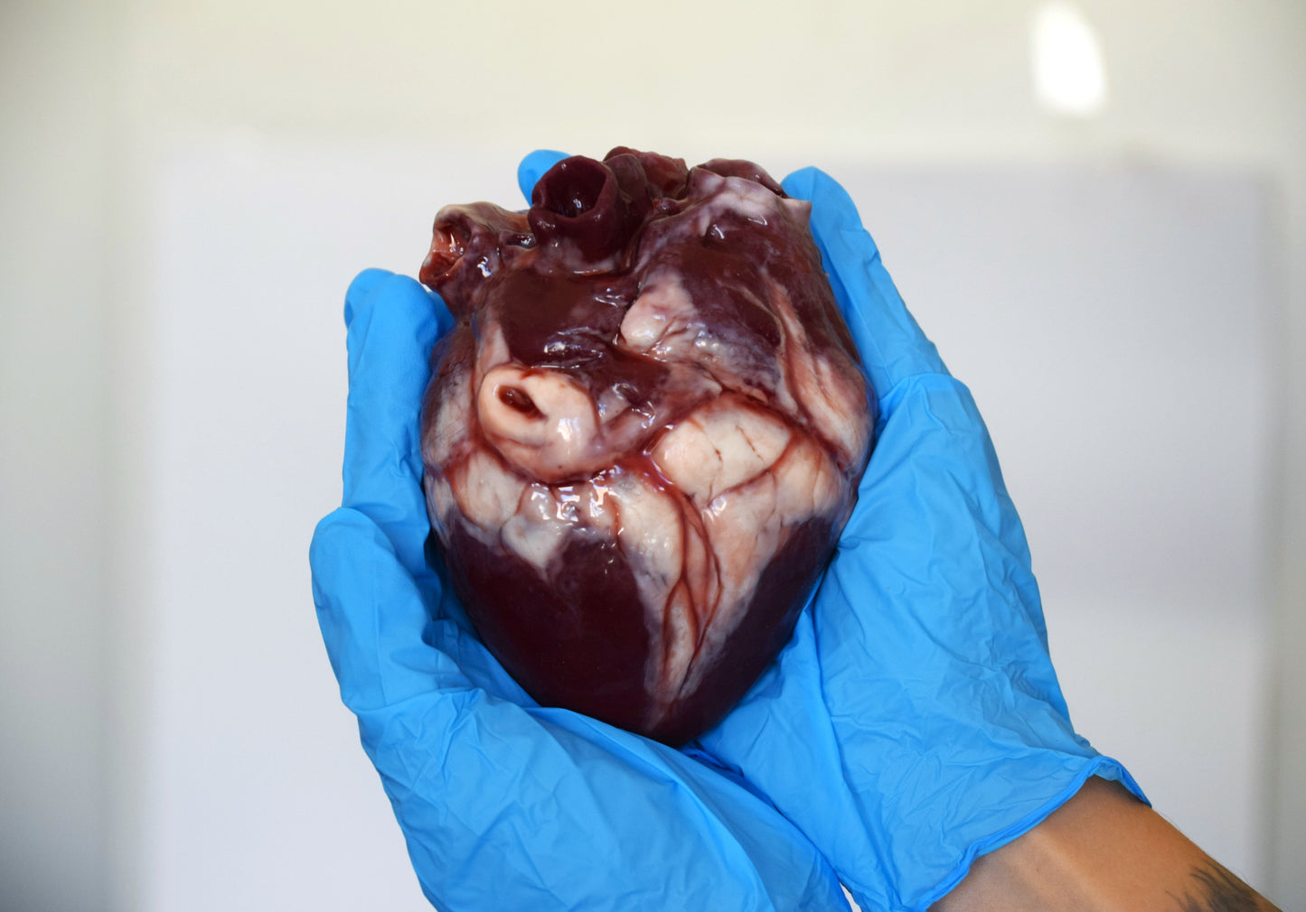 Realistic Human Heart Model 2.0, Large Life Size Solid Silicone Anatomical Replica, Horror FX Movie Prop