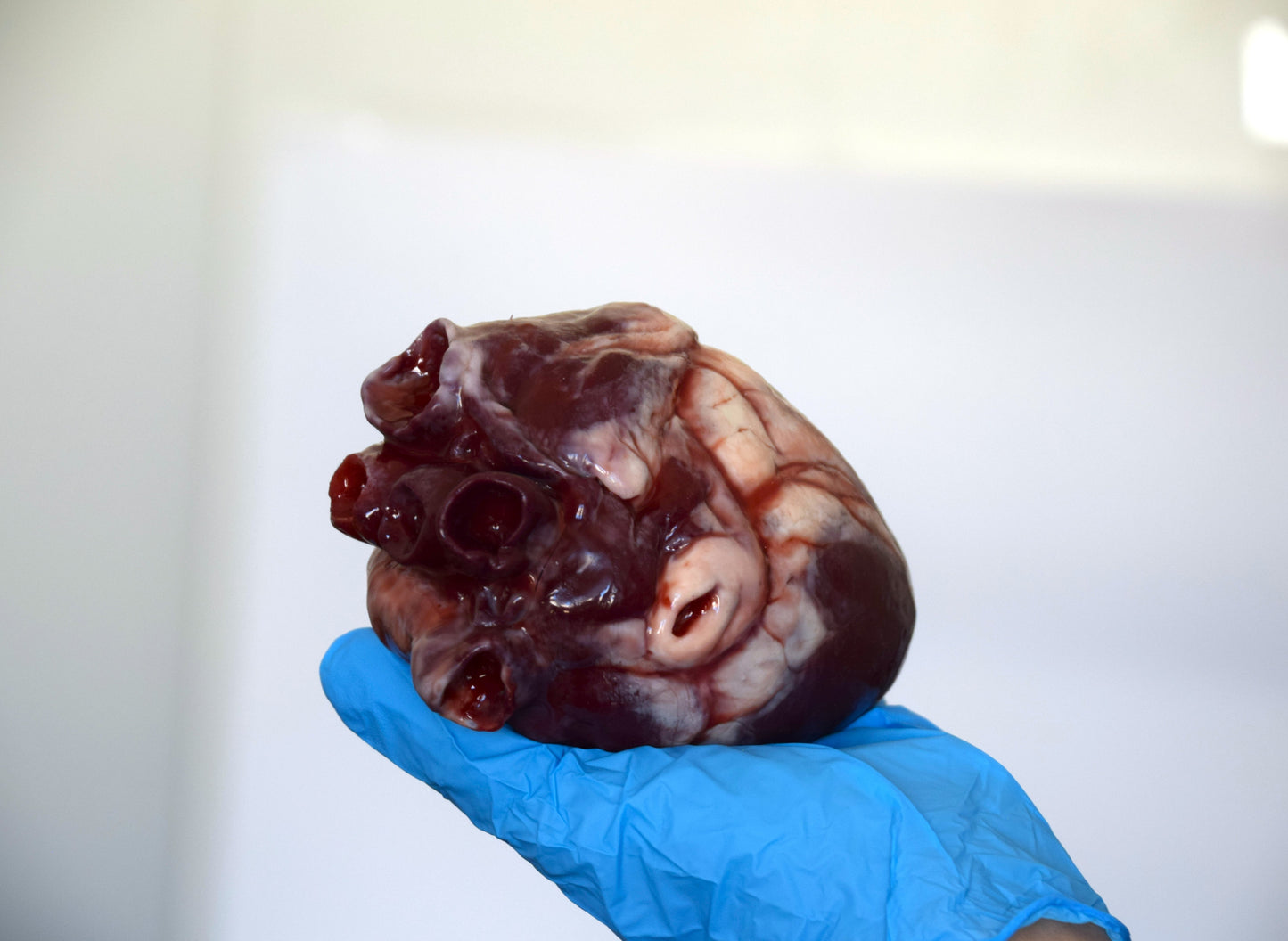Realistic Human Heart Model 2.0, Large Life Size Solid Silicone Anatomical Replica, Horror FX Movie Prop