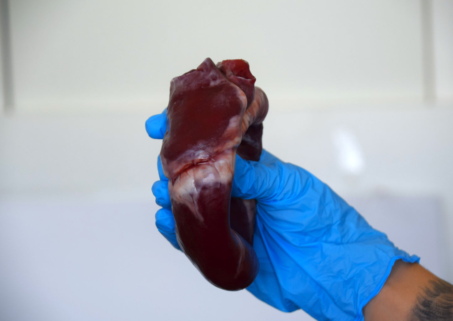Hollow Human Heart Model 2.0, Large Life Size Silicone Anatomical Replica for Animatronics & Horror FX