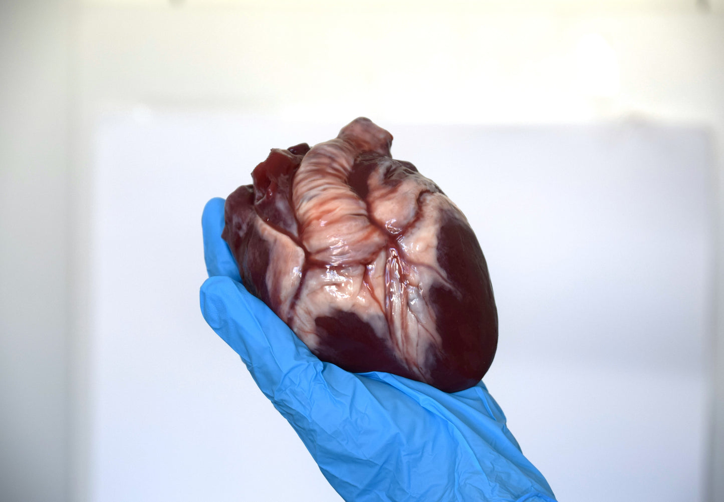 Hollow Human Heart Model 2.0, Large Life Size Silicone Anatomical Replica for Animatronics & Horror FX