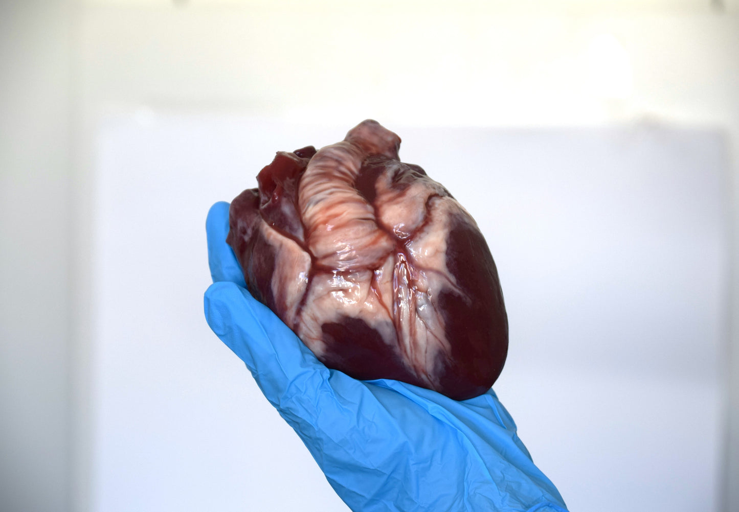 Realistic Human Heart Model 2.0, Large Life Size Solid Silicone Anatomical Replica, Horror FX Movie Prop