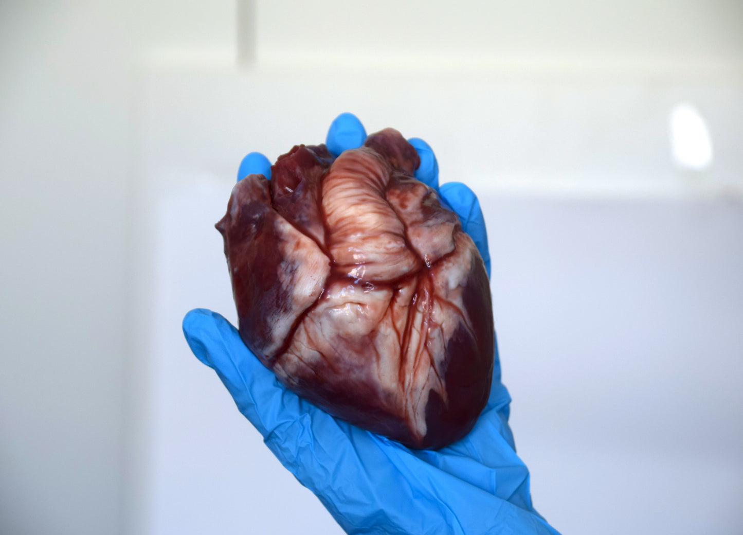 Hollow Human Heart Model 2.0, Large Life Size Silicone Anatomical Replica for Animatronics & Horror FX