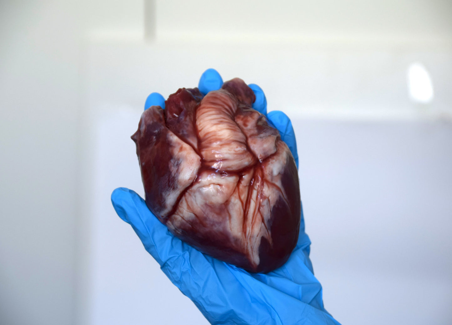 Realistic Human Heart Model 2.0, Large Life Size Solid Silicone Anatomical Replica, Horror FX Movie Prop
