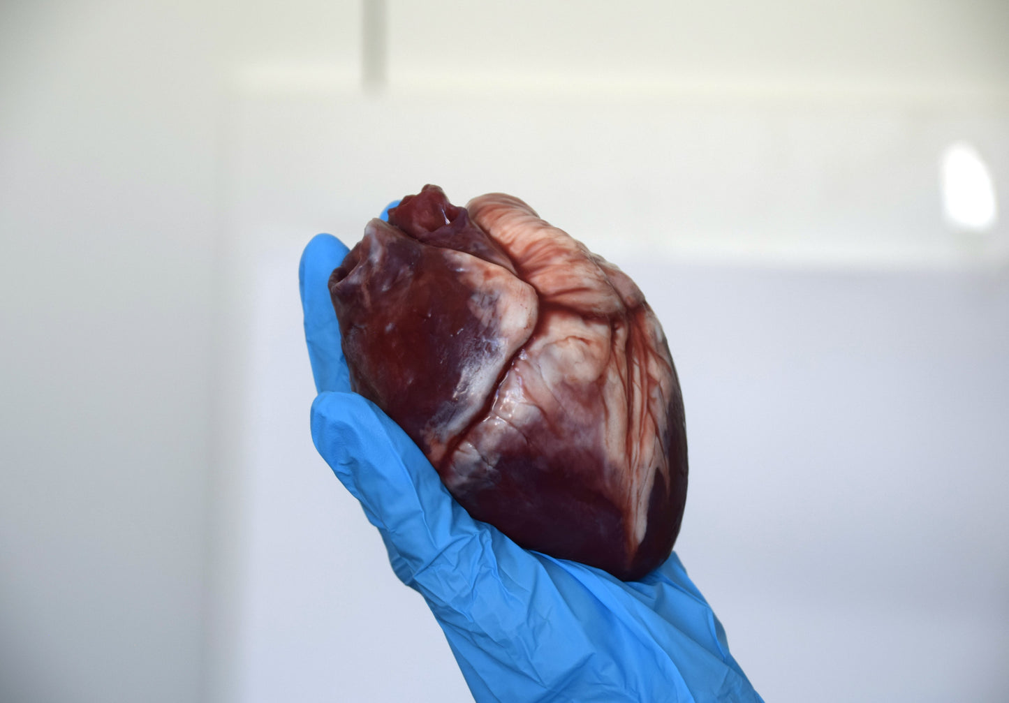 Hollow Human Heart Model 2.0, Large Life Size Silicone Anatomical Replica for Animatronics & Horror FX