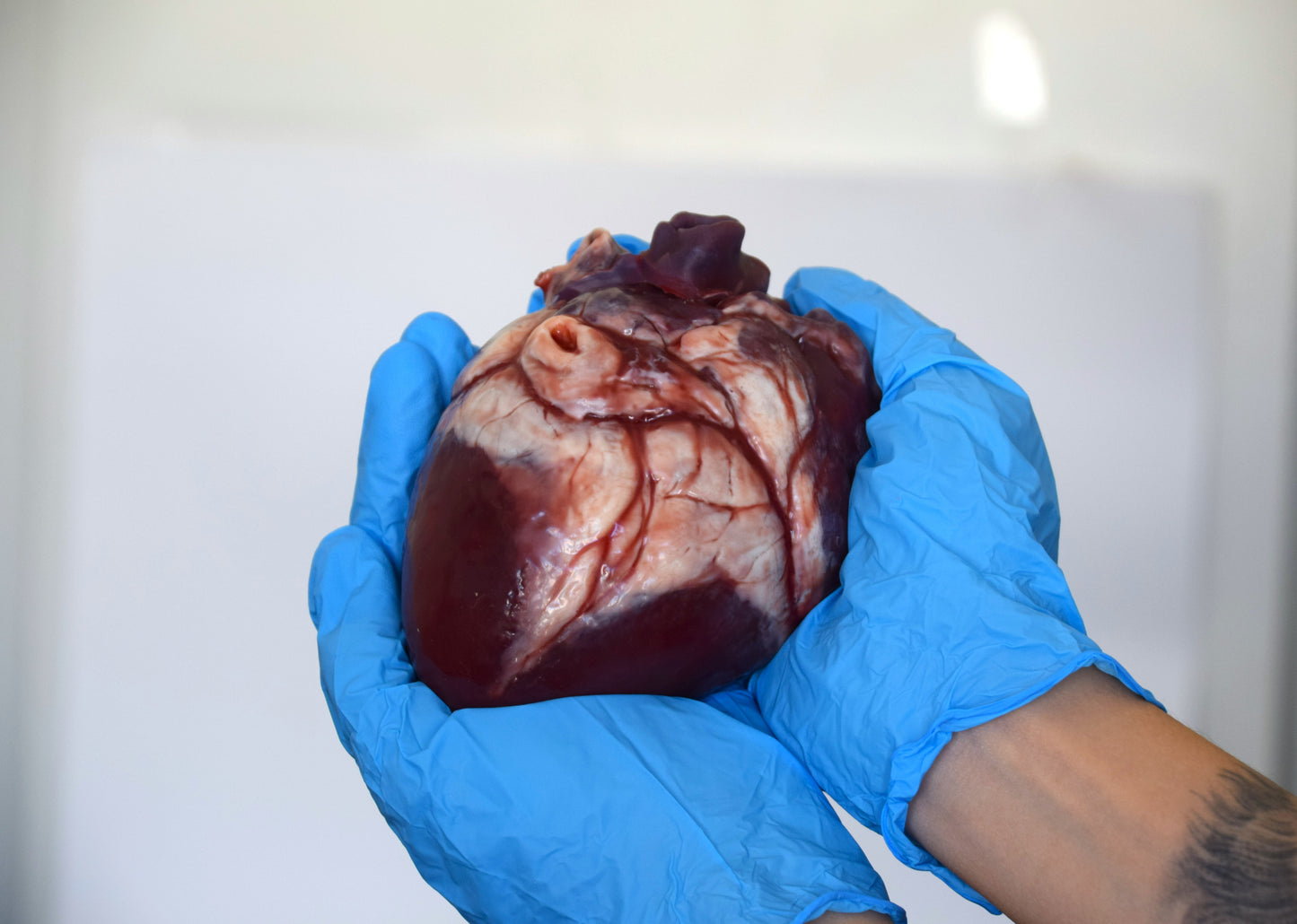Hollow Human Heart Model 2.0, Large Life Size Silicone Anatomical Replica for Animatronics & Horror FX