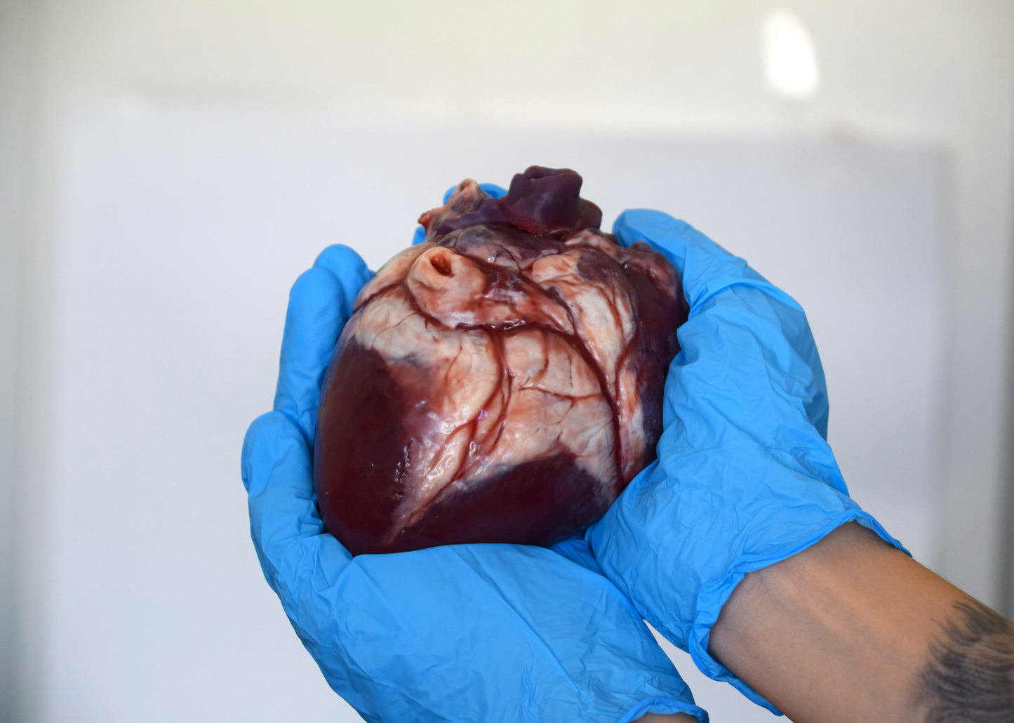 Realistic Human Heart Model 2.0, Large Life Size Solid Silicone Anatomical Replica, Horror FX Movie Prop