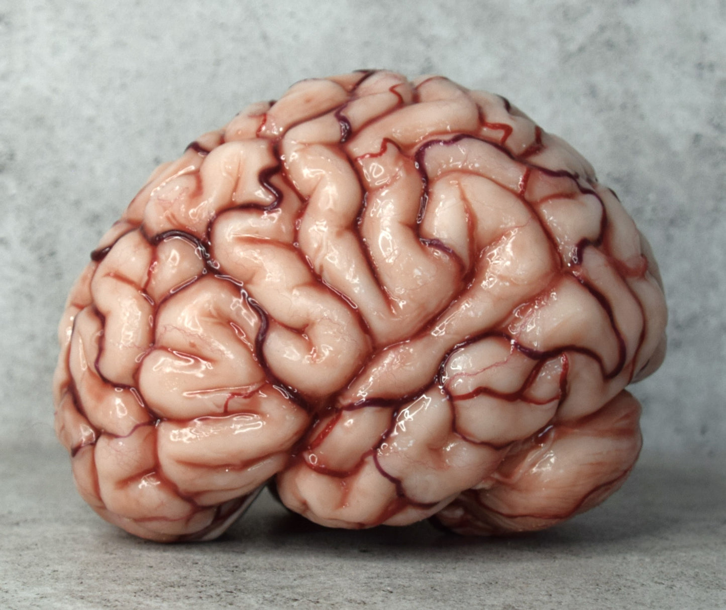 Realistic Human Brain Model Life Size, Anatomical Silicone Brain Replica, Horror FX Movie Prop, Medical Display Gift