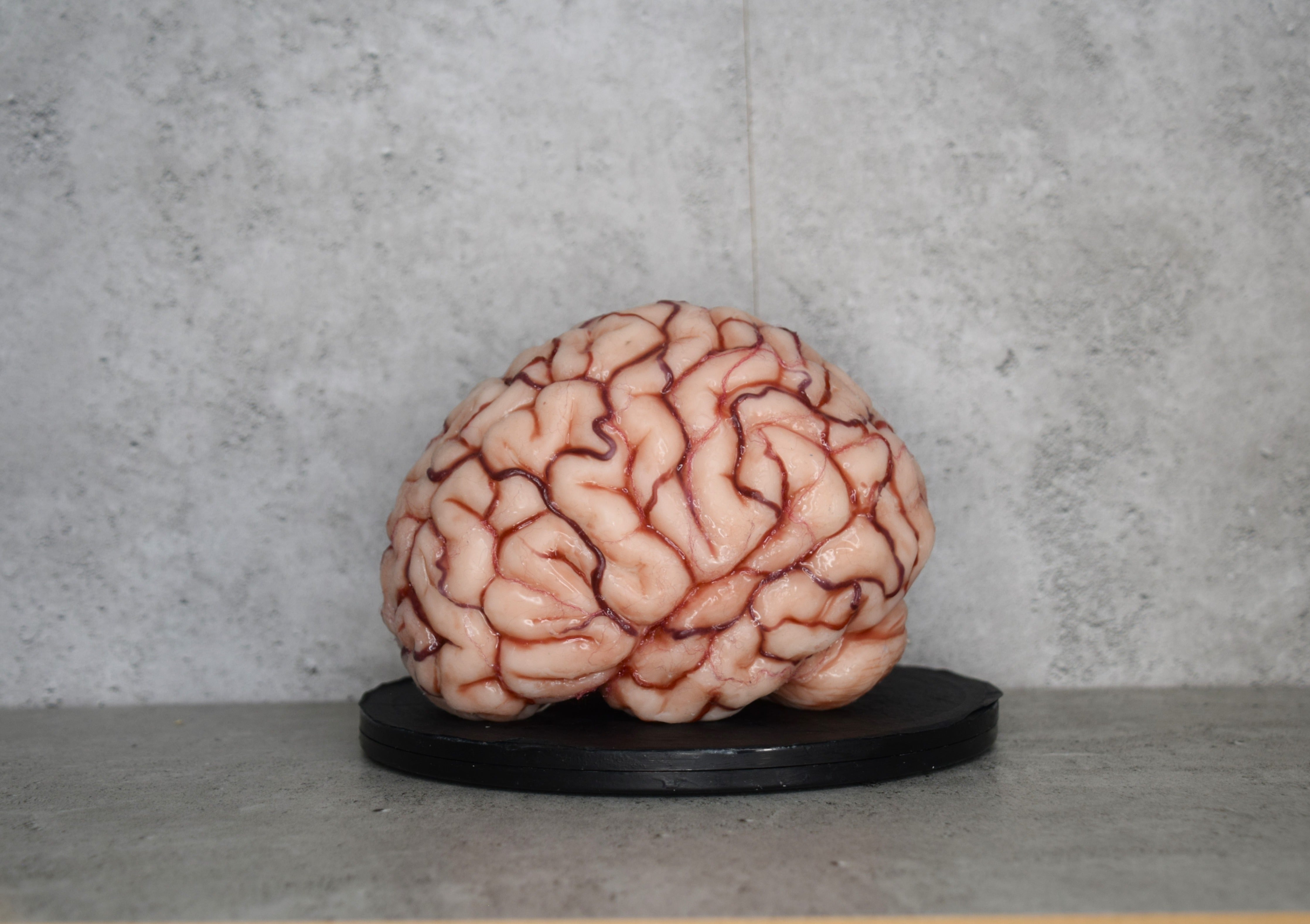 SALE up to 50 % OFF Realistic human brain life size, anatomically accu ...