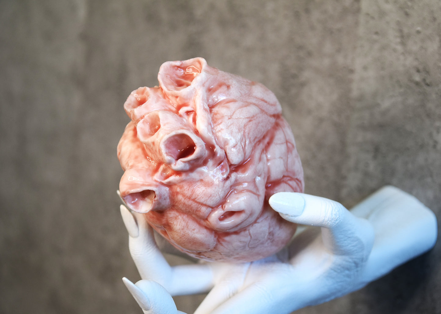 White hollow human heart life size 2.0, realistic anatomical human heart, Bloodless Medical Horror Prop