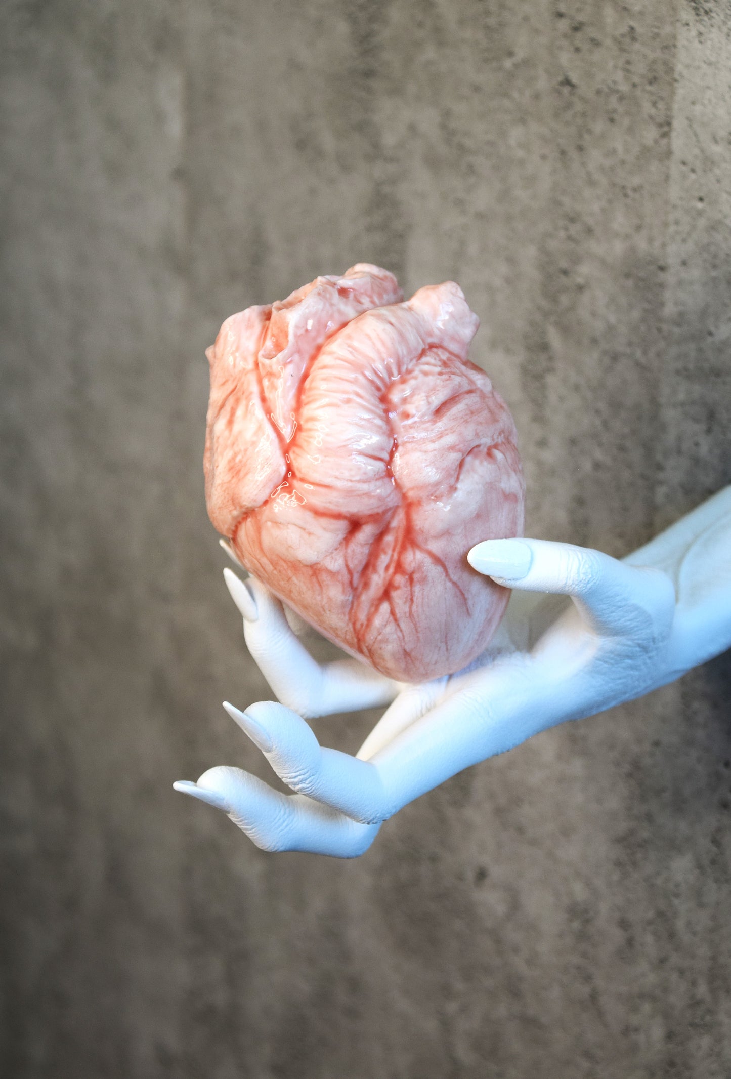 White hollow human heart life size 2.0, realistic anatomical human heart, Bloodless Medical Horror Prop