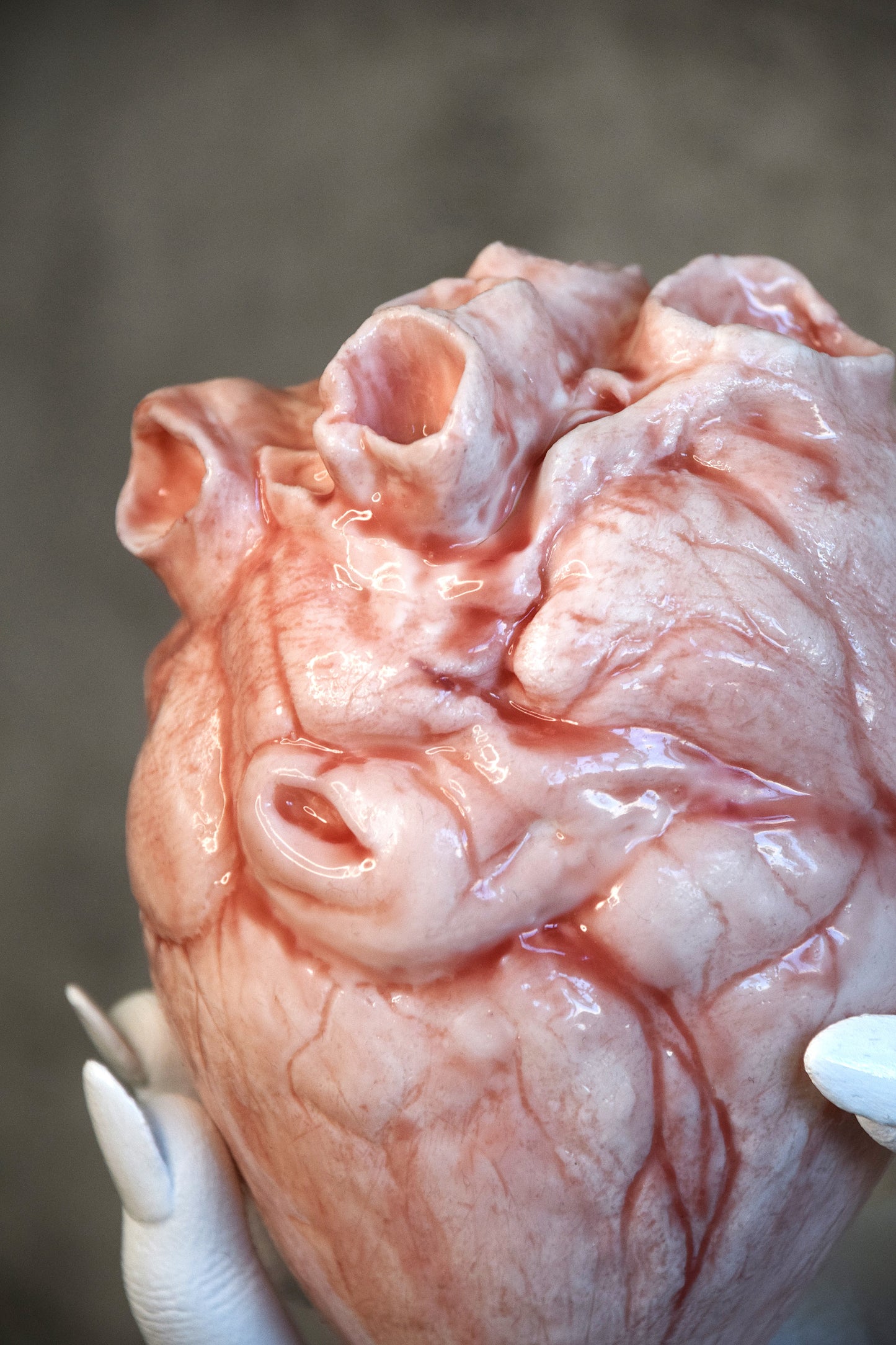 White hollow human heart life size 2.0, realistic anatomical human heart, Bloodless Medical Horror Prop