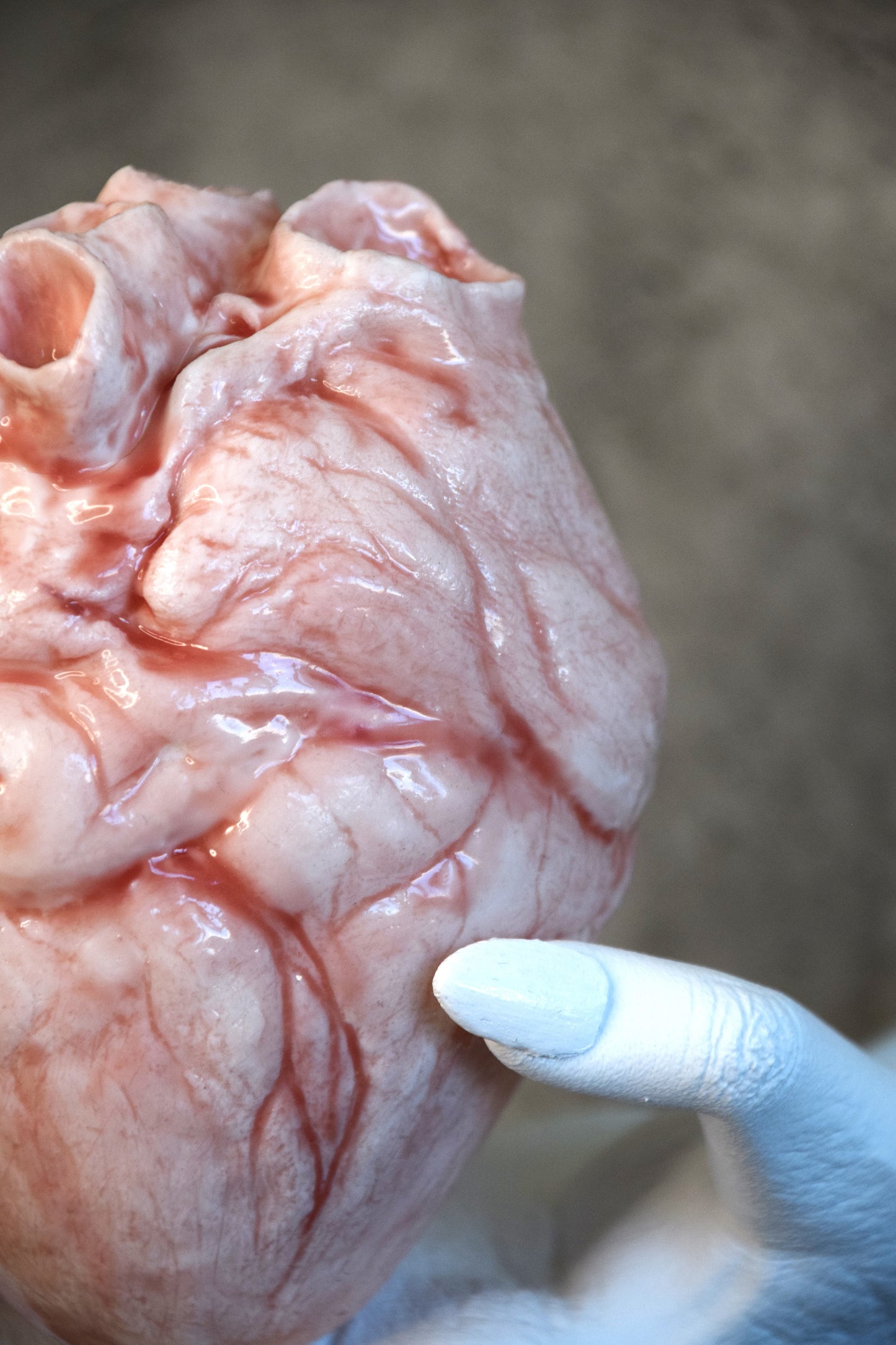 White hollow human heart life size 2.0, realistic anatomical human heart, Bloodless Medical Horror Prop