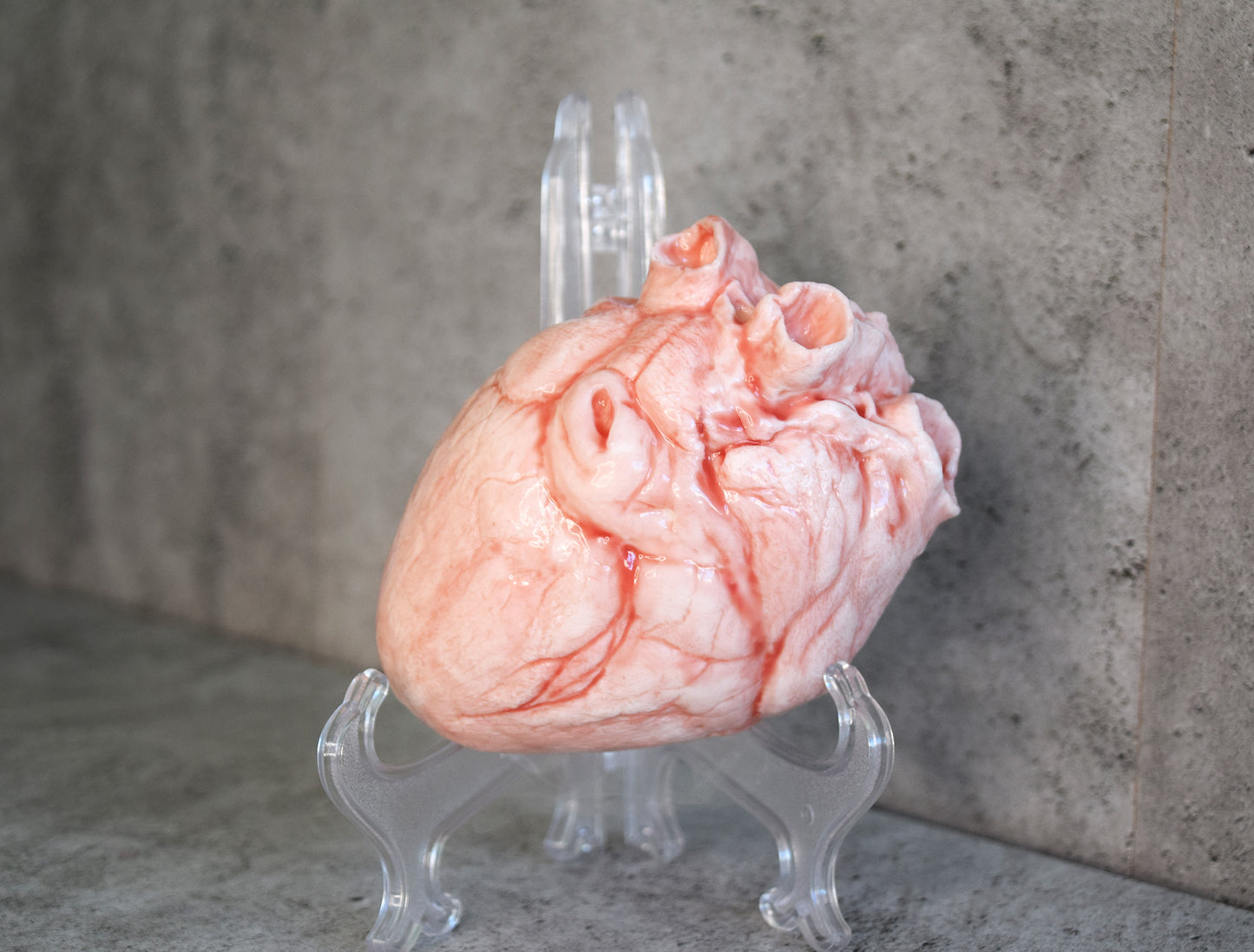 White hollow human heart life size 2.0, realistic anatomical human heart, Bloodless Medical Horror Prop
