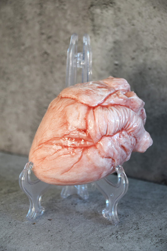 White hollow human heart life size 2.0, realistic anatomical human heart, Bloodless Medical Horror Prop