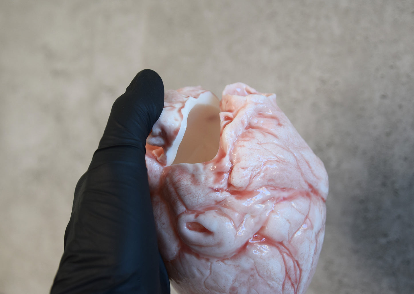 White hollow human heart life size 2.0, realistic anatomical human heart, Bloodless Medical Horror Prop