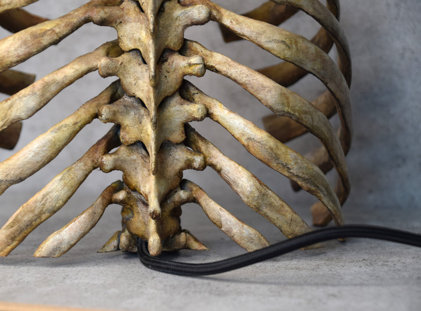Anatomical Rib Cage Lamp, Gothic Skeleton Table Lamp, Realistic Spine Light, Dark Academia Decor, Biohorror Lighting
