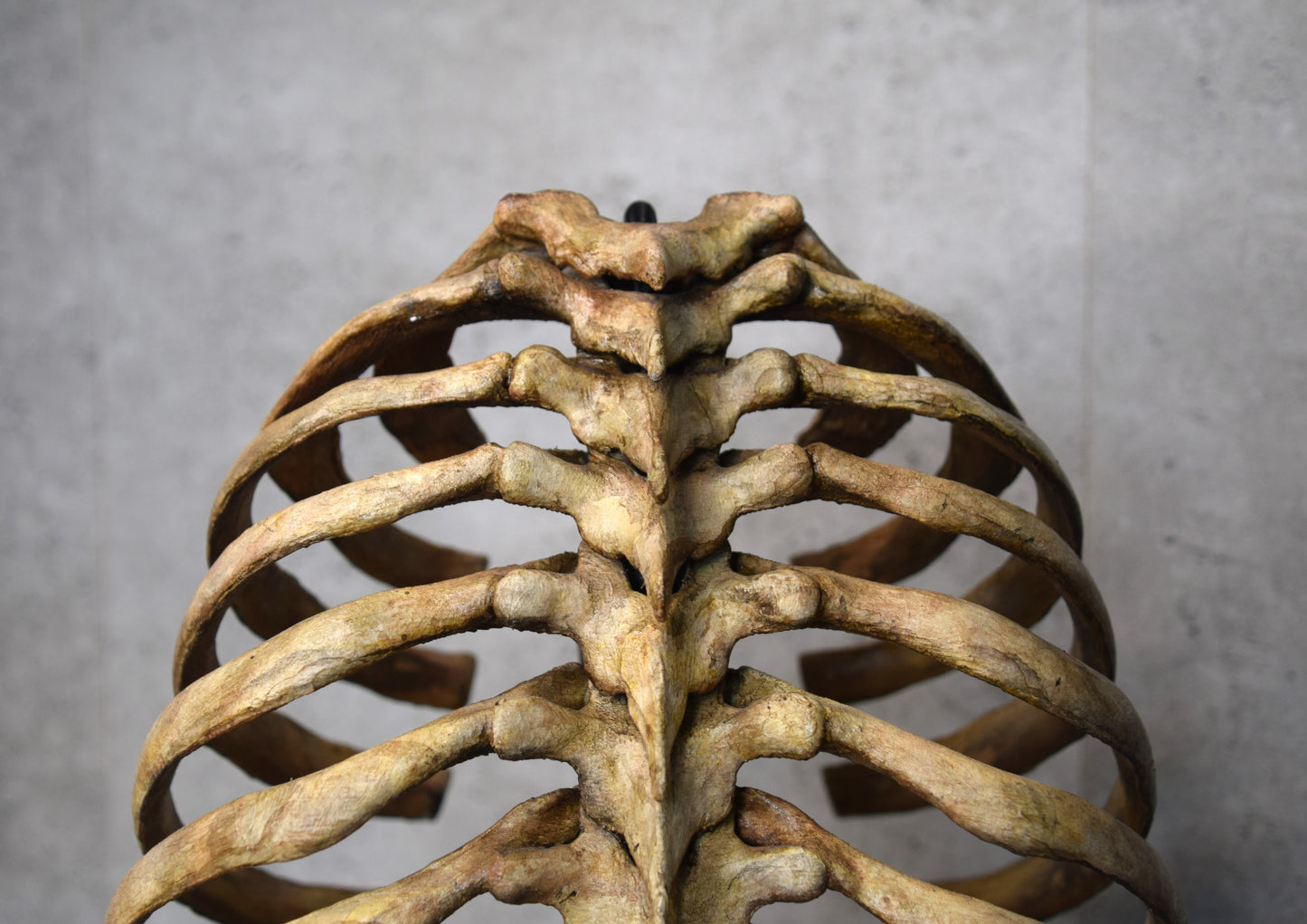 Anatomical Rib Cage Lamp, Gothic Skeleton Table Lamp, Realistic Spine Light, Dark Academia Decor, Biohorror Lighting