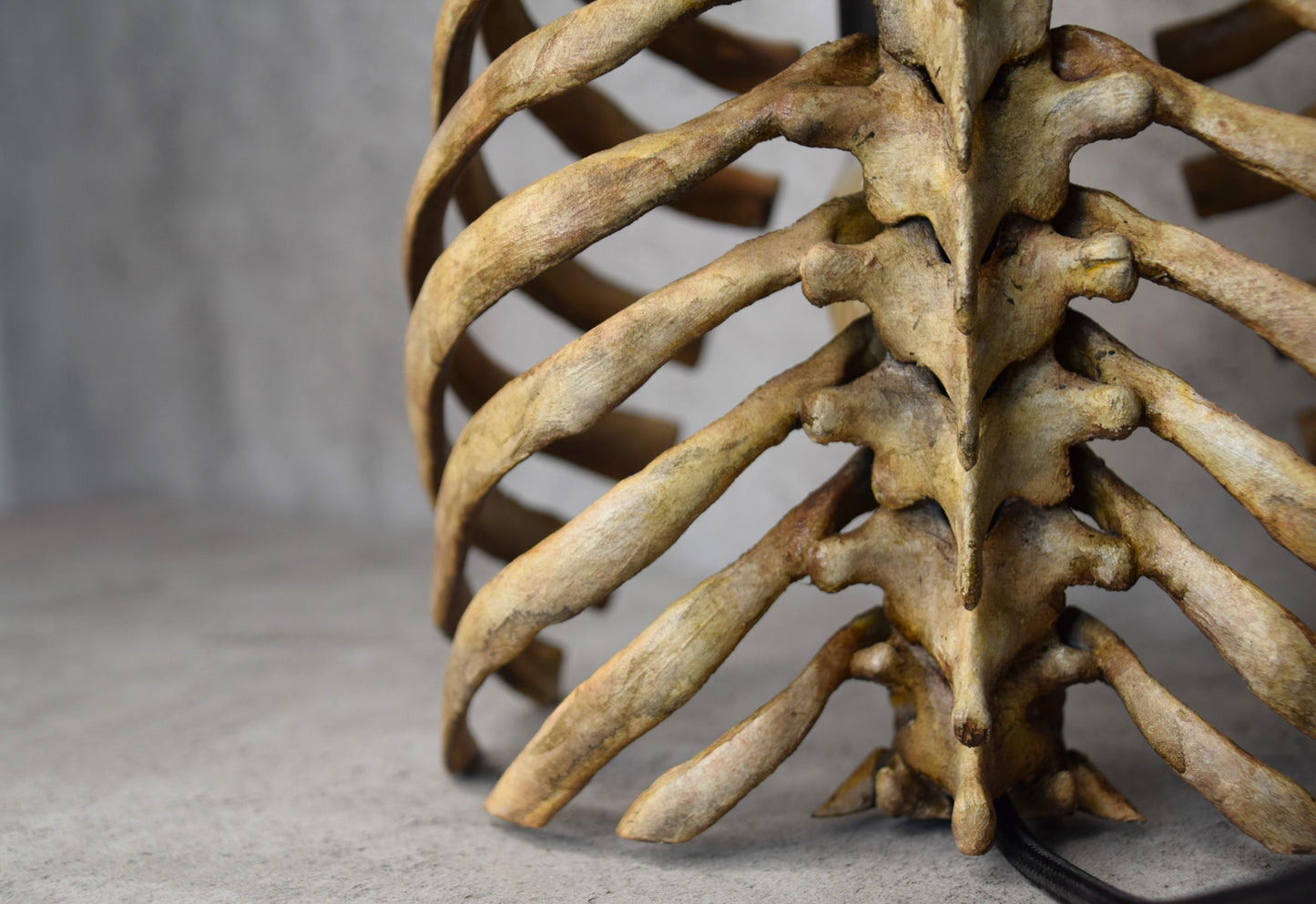 Anatomical Rib Cage Lamp, Gothic Skeleton Table Lamp, Realistic Spine Light, Dark Academia Decor, Biohorror Lighting