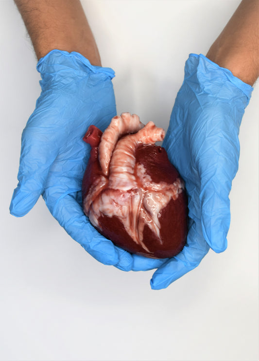 Realistic Human Heart Model Life Size, Anatomical Silicone Heart Replica, Solid Horror FX Movie Prop