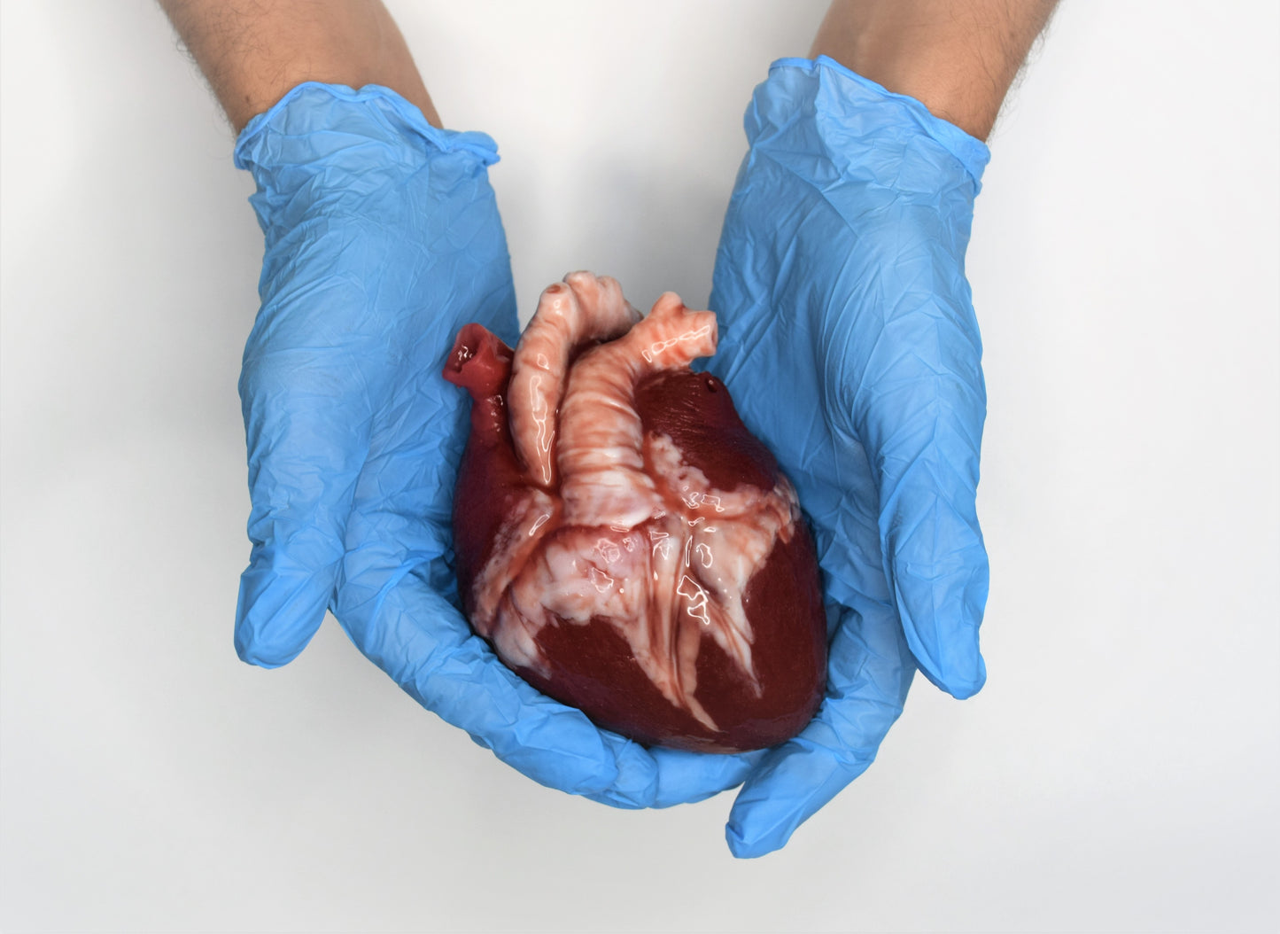 Realistic Human Heart Model Life Size, Anatomical Silicone Heart Replica, Solid Horror FX Movie Prop