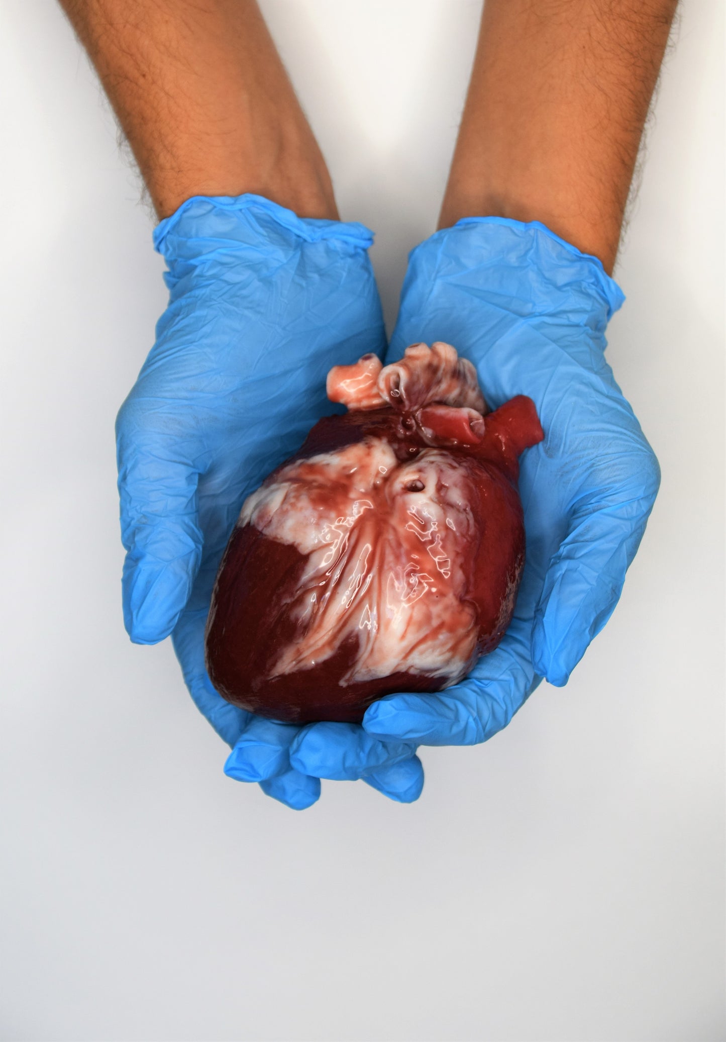 Hollow Human Heart Model Life Size, Anatomical Silicone Heart for Animatronic FX, Horror Movie Prop