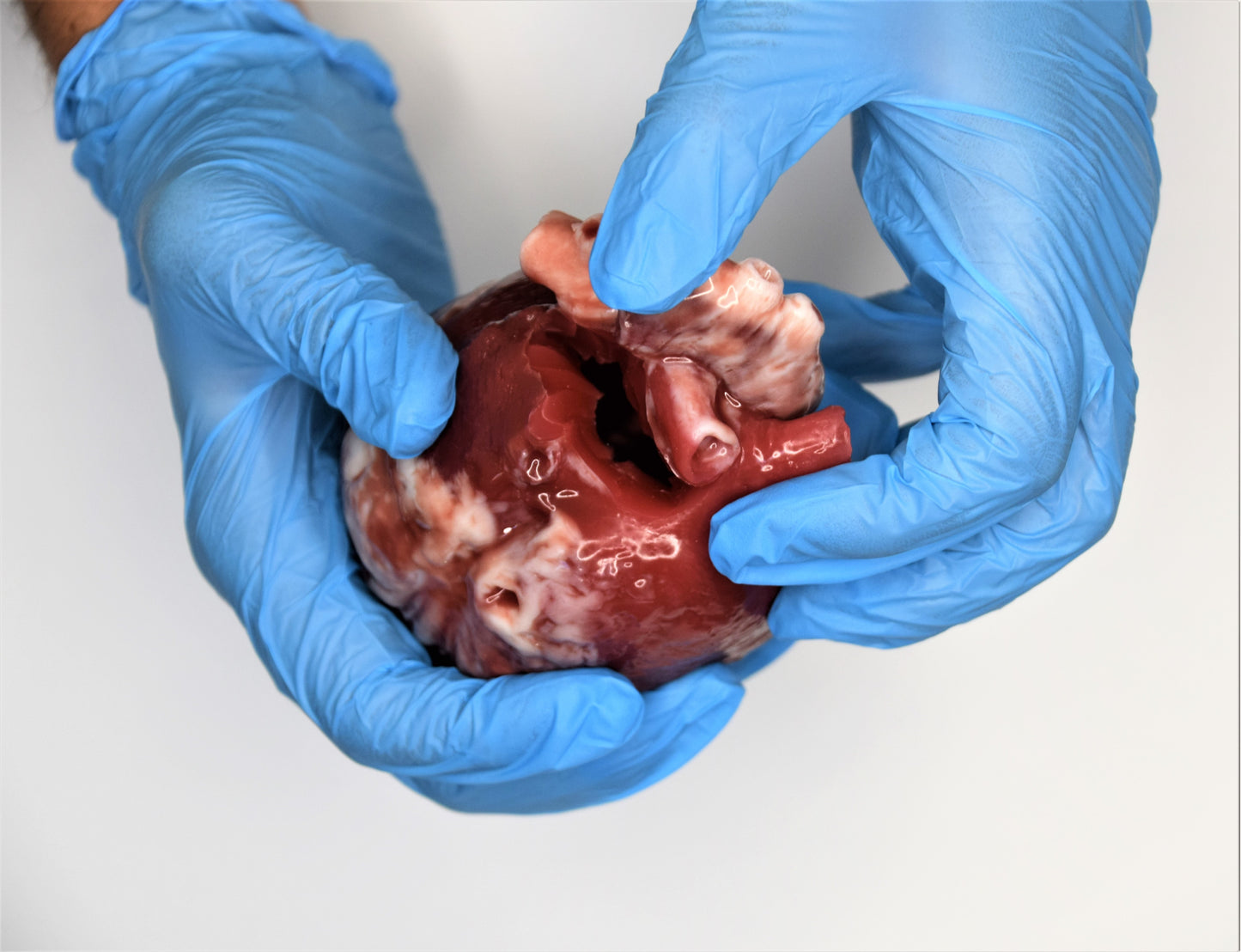 Hollow Human Heart Model Life Size, Anatomical Silicone Heart for Animatronic FX, Horror Movie Prop