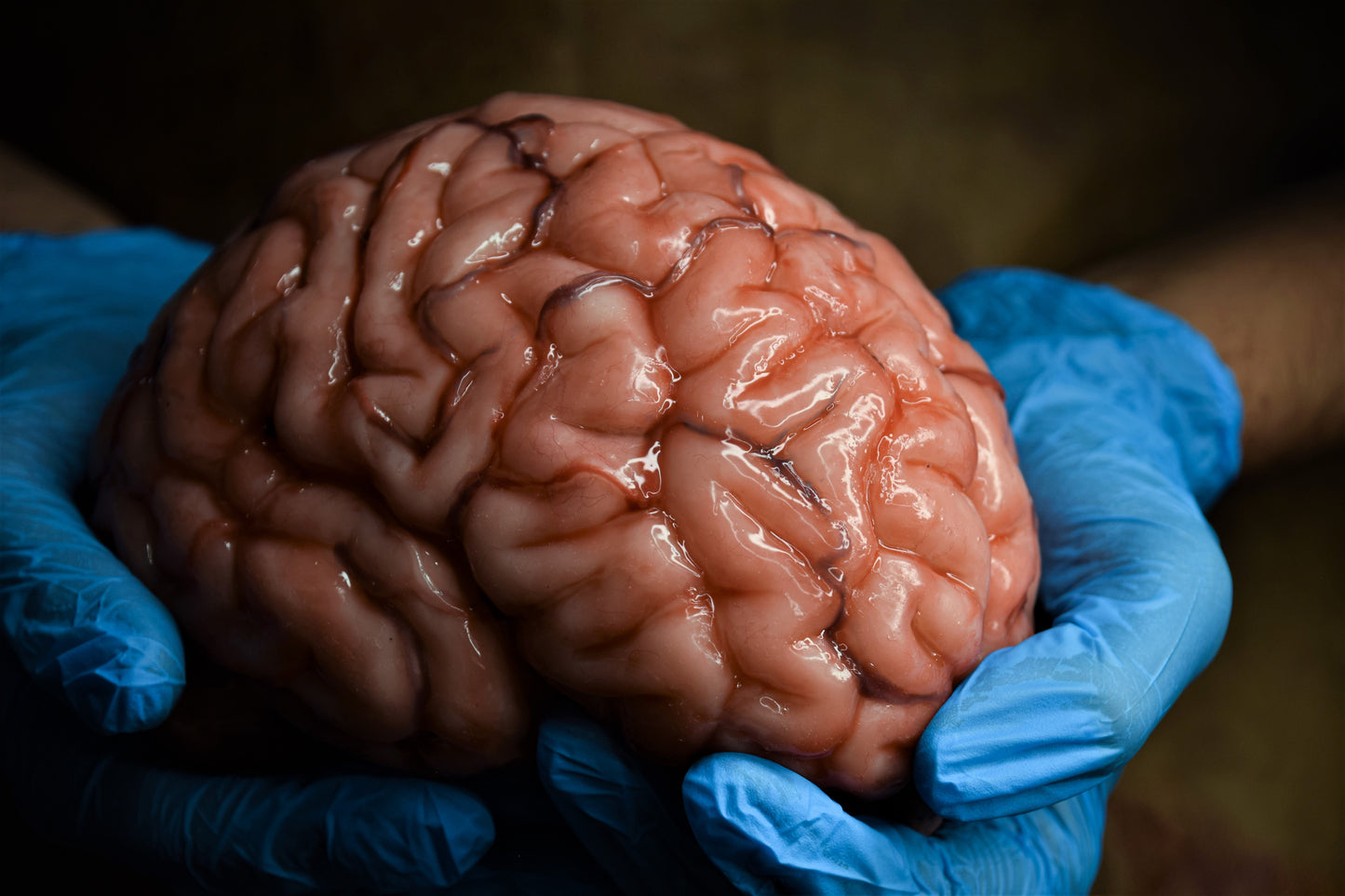 Realistic Human Brain Model Life Size, Anatomical Silicone Brain Replica, Horror FX Movie Prop, Medical Display Gift