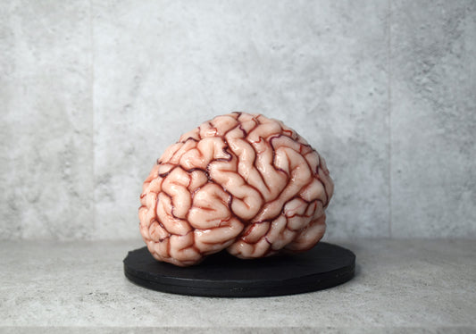 Realistic Human Brain Model Life Size, Anatomical Silicone Brain Replica, Horror FX Movie Prop, Medical Display Gift